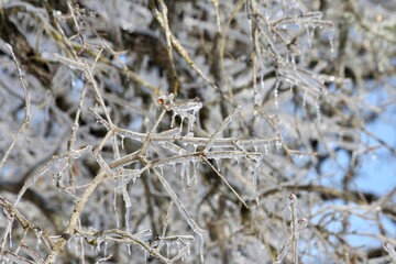 frost on branches Texas Hill country Fredericksburg