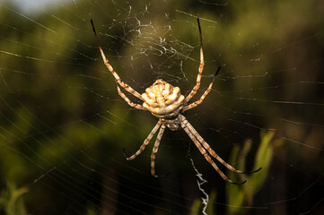 Argiope Lobata Female Macro Photo Taken in Sardinia, Details