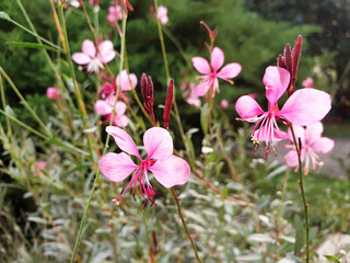 Bush of pink Epilobium flowers on the park.