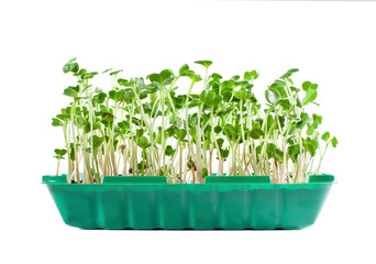 Young sprouts of radish grow in a plastic box. Microgreens. Isolated on white background