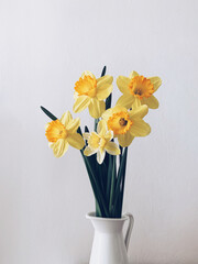 Beautiful bouquet of fresh yellow daffodil flowers in full bloom in vase against white background, close up. Space for text. Spring blossoms. Still life with bunch of narcissuses.