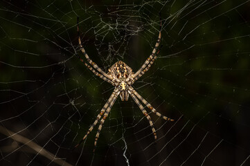 Argiope Lobata Female Macro Photo Taken in Sardinia, Details