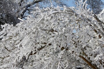 snow covered tree Texas Hill country Fredericksburg