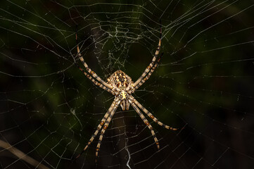Argiope Lobata Female Macro Photo Taken in Sardinia, Details