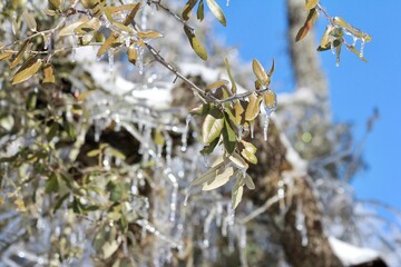 snow on the branches Texas Hill country Fredericksburg