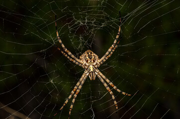 Argiope Lobata Female Macro Photo Taken in Sardinia, Details