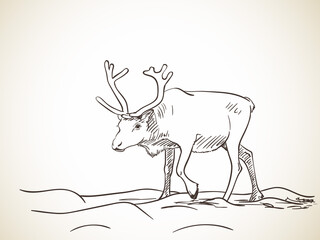 reindeer hand drawn vector