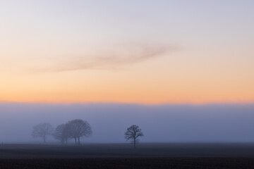 Colorful Sunset in the fog on a empty field with bald trees in early spring, Schleswig-Holstein, Northern Germany 