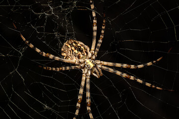Argiope Lobata Female Macro Photo Taken in Sardinia, Details