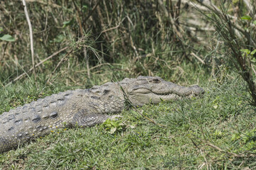 Mugger crocodile (Crocodylus palustris) or Marsh Crocodile on a riverbank, Chitwan National Park, UNESCO World Heritage Site, Nepal
