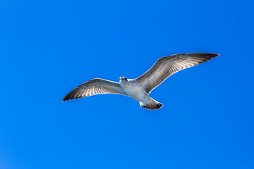 Seagull flying high at the clear blue sky