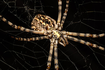 Argiope Lobata Female Macro Photo Taken in Sardinia, Details