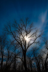 Sun, clouds & blue sky silhouette a winter tree.