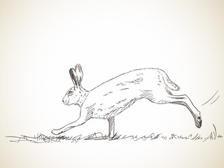 Rabbit vector sketch