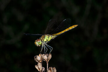 Dragonflies Macro photography in the countryside of Sardinia Italy, Particular, Details