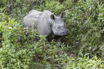 Indian rhinoceros (Rhinoceros unicornis) in the forest, Chitwan National Park, Nepal