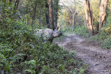 Indian rhinoceros (Rhinoceros unicornis) crossing a forest road, Chitwan National Park, Nepal
