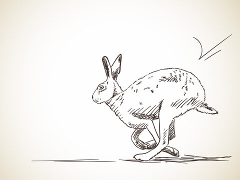 Rabbit vector sketch