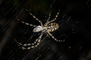 Argiope Lobata Female Macro Photo Taken in Sardinia, Details