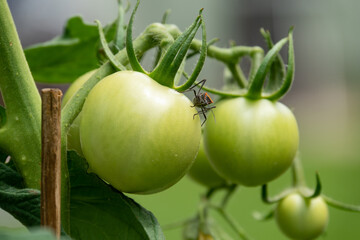 Green tomatoes in the garden with a bug