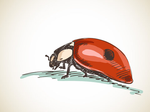 ladybug vector hand drawn