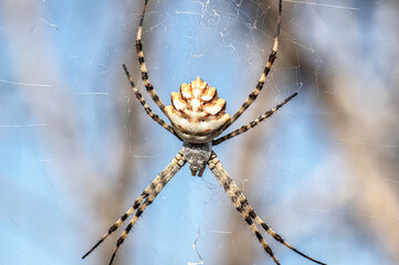 Argiope Lobata Female Macro Photo Taken in Sardinia, Details