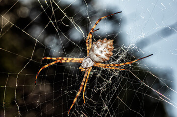 Argiope Lobata Female Macro Photo Taken in Sardinia, Details