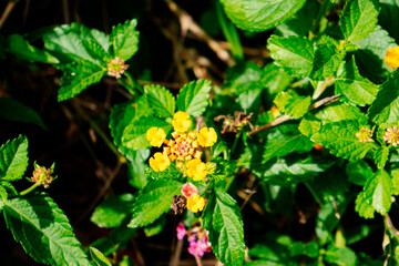 Flower yellow lantana camara detailed macro