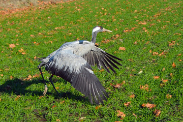 Fototapeta premium European common crane in the green field