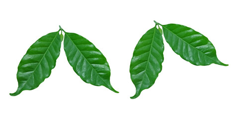 ​green, Coffee leaf  ​isolated on white​ background.​ 