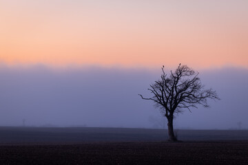 Fototapeta na wymiar Single bald tree on empty field at Colorful Sunset in the fog in early spring, Schleswig-Holstein, Northern Germany