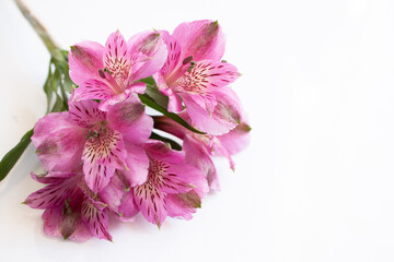 Flowers of alstromeria on a bright background. Front view.