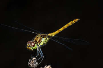 Dragonflies Macro photography in the countryside of Sardinia Italy, Particular, Details