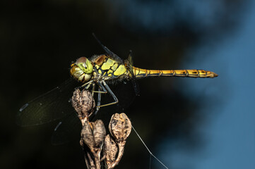 Dragonflies Macro photography in the countryside of Sardinia Italy, Particular, Details