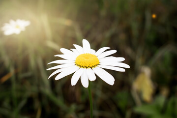 Close-up of a blooming chamomile in a field against a background of light. Wallpaper