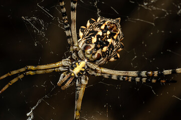 Argiope Lobata Female Macro Photo Taken in Sardinia, Details