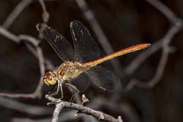 Dragonflies Macro photography in the countryside of Sardinia Italy, Particular, Details