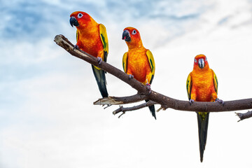 Conures perched on a branch. Bird is a popular pet in Thailand.