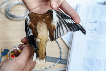 Estudio científico de campo del ala de un Picogordo, Coccothraustes coccothraustes, por un...