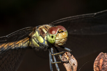 Dragonflies Macro photography in the countryside of Sardinia Italy, Particular, Details