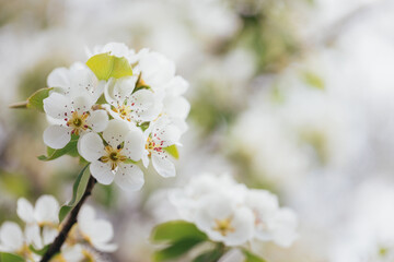 Fototapeta na wymiar Beautiful blooming pear tree branch at spring garden. White flowers, spring blossom. Macro close-up shot.