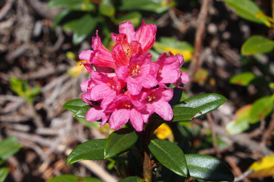 Rostbl&auml;ttrige Alpenrose, Rostrote Alpenrose, Rostroter Almrausch oder  Almrose, Rhododendron ferrugineum. Rasch&ouml;tz oder Resciesa, Dolomiten, S&uuml;dtirol.