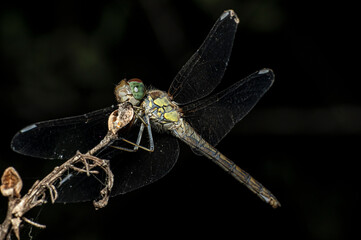 Dragonflies Macro photography in the countryside of Sardinia Italy, Particular, Details