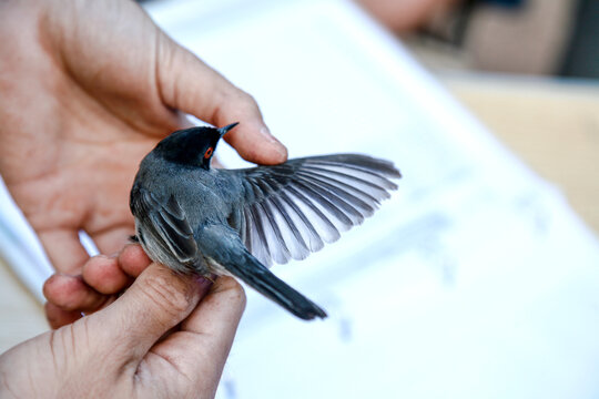 Cientifico ornitologo ense&ntilde;ando en sus mano las caracteristicas del las alas de la Curruca cabecinegra, Sylvia melanocephala capturada para su estudio.
