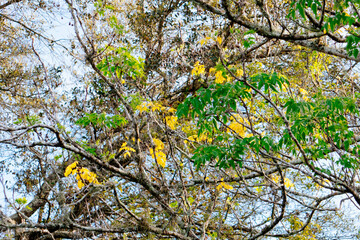 Fototapeta premium Colorful winter tree leaf in Florida