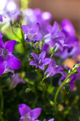 Flowers of the house plant Campanula close-up