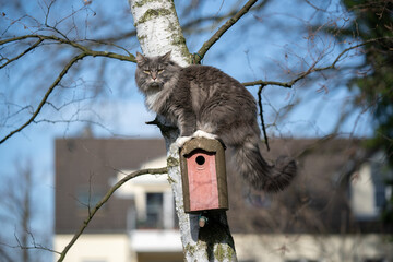 maine coon cat climbing on birch tree sitting on birdhouse outdoors in the sunny garden behind the house © FurryFritz