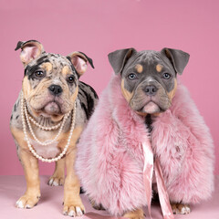 Portrait of two cute old english bulldog pups dressed as ladies with fur and pearls looking at the camera on a pink background