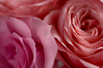 Close up pink rose flowers. Abstract background. Macro. Soft focus. Copy space.
