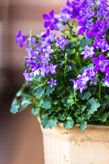 The room flower Campanula in a clay pot on a brown window sill against the background